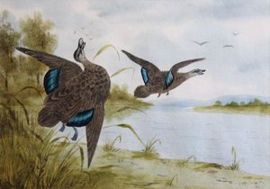 Anatre nere del Pacifico da H. H. Calvert