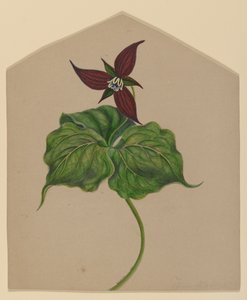 Fiore rosso borgogna da H. Lynde