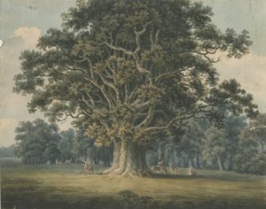 Needwood - Quercia di Swilcar: acquerello, nd [?early 19th cent] da H Moore