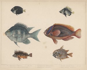 1. Etroplus Fumosus, 2. Heniochus Macrolepidotus, 3. Glyphisodon Smaragdinus, 4. Amphiprion Frenatus, 5. Apistus Rubrippinis, 6. Monocentris Japonicus da H. Patterson