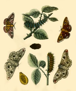 Falena imperatore da H Terasson