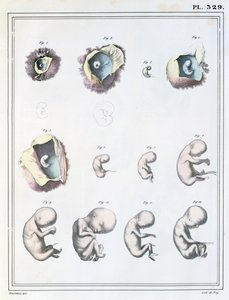 Diagramma che mostra le fasi dello sviluppo embrionale, da 