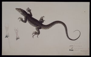 Il 