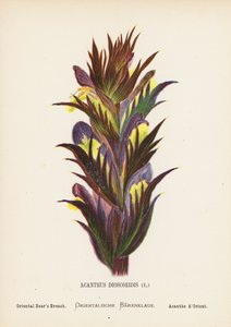 Fiori selvatici della Terra Santa: Acanthus Dioscoridis; Acanto orientale (incisione colorata) da Hannah Zeller