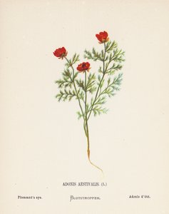 Fiori selvatici della Terra Santa: Adonis Aestivalis; Occhio del fagiano