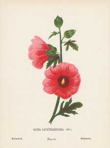 Fiori selvatici della Terra Santa: Alcea Lavateraeflora; Malvarosa
