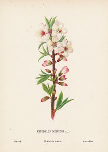 Fiori selvatici della Terra Santa: Amygdalus Communis; Mandorlo da Hannah Zeller