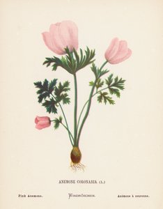 Fiori selvatici della Terra Santa: Anemone Coronaria; Anemone Rosa (incisione colorata)