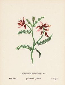 Fiori selvatici della Terra Santa: Astragalus Tuberculosus; Astragalo da Hannah Zeller