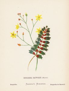Fiori selvatici della Terra Santa: Bongardia Rauwolfii, Meyer; Bongardia da Hannah Zeller