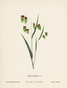 Fiori selvatici della Terra Santa: Briza Maxima; Erba Tremula Maggiore (incisione colorata) da Hannah Zeller