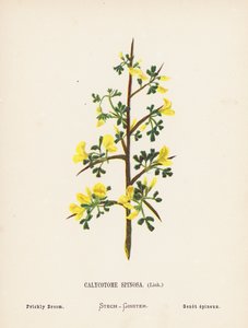 Fiori selvatici della Terra Santa: Calycotome Spinosa, Link; Ginestra Spinosa (incisione colorata) da Hannah Zeller