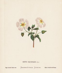 Fiori selvatici della Terra Santa: Cistus Salvifolius; Cisto a foglie di salvia da Hannah Zeller