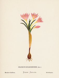 Fiori selvatici della Terra Santa: Colchicum Bulbocodioides, Stev; Zafferano dei prati (incisione colorata) da Hannah Zeller