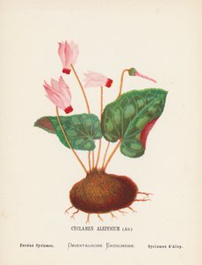 Fiori selvatici della Terra Santa: Cyclamen Aleppicum, Ait; Ciclamino persiano (incisione colorata) da Hannah Zeller