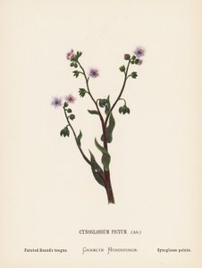 Fiori selvatici della Terra Santa: Cynoglossum Pictum, Ait; Lingua dipinta del cane da Hannah Zeller