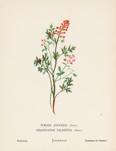 Fiori selvatici della Terra Santa: Fumaria Anatolica, Boiss, Ceratocapnos Palaestina, Boiss; Fumaria da Hannah Zeller