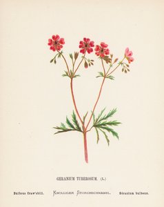 Fiori selvatici della Terra Santa: Geranium Tuberosum; Bulbous Craw