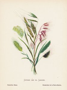 Fiori Selvatici della Terra Santa: Erba della Palestina da Hannah Zeller