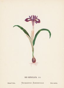 Fiori selvatici della Terra Santa: Iris Reticulata; Iris Nano (incisione colorata) da Hannah Zeller