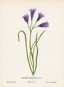 Fiori selvatici della Terra Santa: Ixiolirium Montanum, Erba; Giglio di montagna da Hannah Zeller
