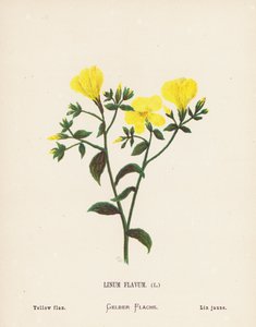 Fiori selvatici della Terra Santa: Linum Flavum; Lino giallo