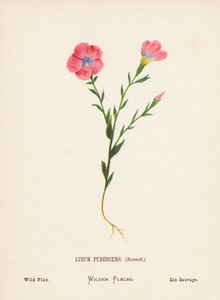 Fiori selvatici della Terra Santa: Linum Pubescens, Russell; Lino selvatico (incisione colorata) da Hannah Zeller