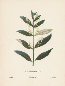 Fiori selvatici della Terra Santa: Olea Europaea; Ulivo
