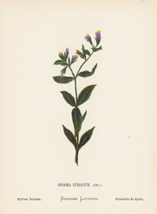 Fiori selvatici della Terra Santa: Onosma Syriacum; Onosma siriano da Hannah Zeller