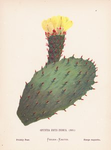 Fiori Selvatici della Terra Santa: Opuntia Ficus Indica, Mill; Fico d