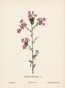 Fiori selvatici della Terra Santa: Plumbago Europaea; Plumbago