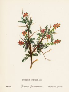 Fiori selvatici della Terra Santa: Poterium Spinosum; Pimpinella da Hannah Zeller