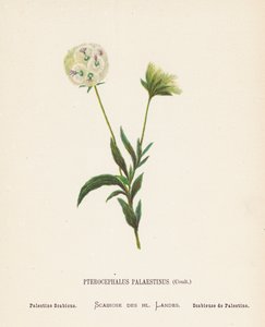 Fiori selvatici della Terra Santa: Pterocephalus Palaestinus, Coult; Scabiosa di Palestina