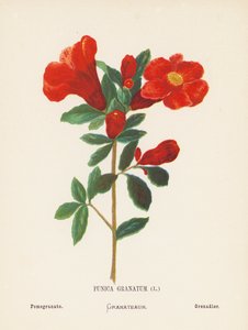 Fiori selvatici della Terra Santa: Punica Granatum; Melograno da Hannah Zeller