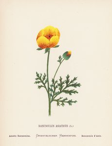 Fiori selvatici della Terra Santa: Ranunculus Asiaticus; Ranuncolo Asiatico da Hannah Zeller