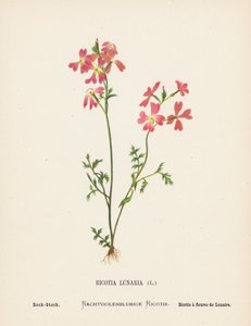 Fiori selvatici della Terra Santa: Ricotia Lunaria; Rock-Stock (incisione colorata)