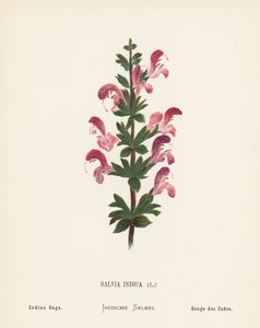 Fiori selvatici della Terra Santa: Salvia Indica; Salvia Indiana (incisione colorata)