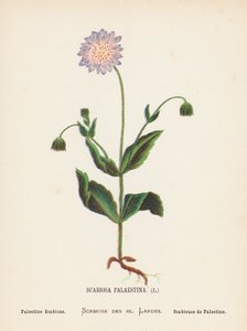 Fiori selvatici della Terra Santa: Scabiosa Palaestina; Scabiosa di Palestina da Hannah Zeller