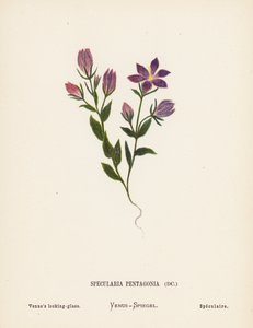 Fiori selvatici della Terra Santa: Specularia Pentagonia; Specchio di Venere