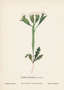 Fiori selvatici della Terra Santa: Statice Aegyptiaca, Thouin; Statice egiziana (incisione colorata) da Hannah Zeller