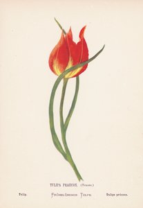 Fiori selvatici della Terra Santa: Tulipa Praecox, Tenore; Tulipano (incisione colorata) da Hannah Zeller