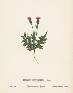 Fiori selvatici della Terra Santa: Tyrimnus Leucographus, Cass; Cardo