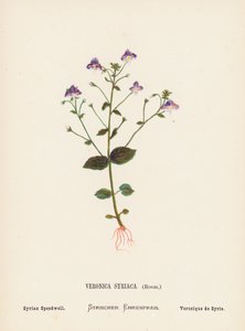 Fiori selvatici della Terra Santa: Veronica Syriaca, Roem; Veronica siriana da Hannah Zeller