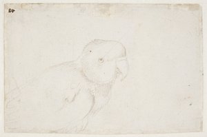 Pappagallino ondulato da Hans Baldung Grien