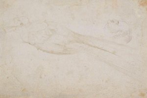 Uccello del Paradiso Maschio e la Testa di un Uomo di Mezza Età in Profilo a Sinistra; anche Dettagli di