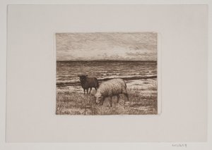 Pecore sulla riva