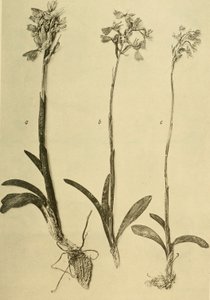 Annali del K.K. Museo di Storia Naturale (1914) (18201357971)