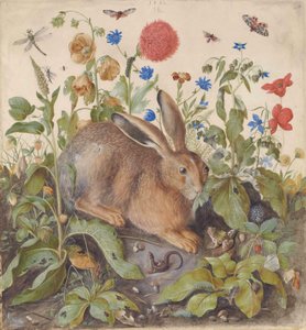 Una lepre tra le piante da Hans Hoffmann
