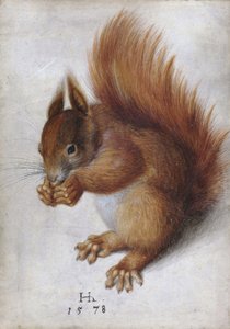 Scoiattolo rosso da Hans Hoffmann