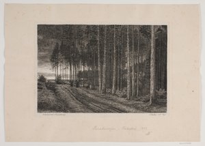 Giorno di pioggia nella foresta di abeti